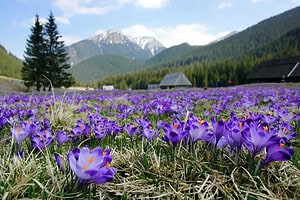 DOMKI OSADA ZAGRODY DZIANISZ TATRY